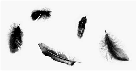 Falling Angel Feathers Png Black Feathers Transparent Background Png