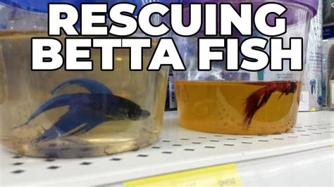Petsmart Fish Tank Kits