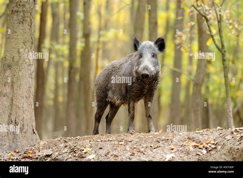 Close Wild Young Boar In Autumn Forest Stock Photo Alamy