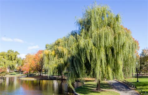Meet The Trees The Weeping Willow January 17 2018 Friends Of The
