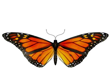 Monarch Butterfly Cartoon