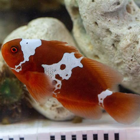 Mocha Longfin Ocellaris Clownfish Captive Bred Fish And Coral Store