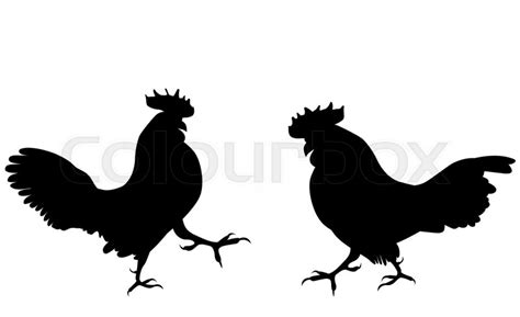 Two Fighting Cock Against White Stock Vector Colourbox