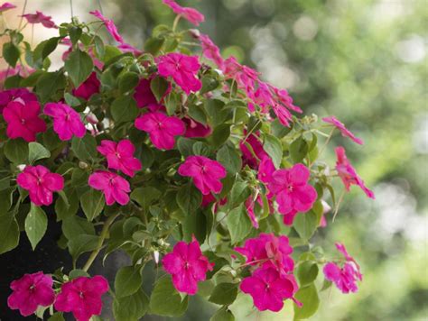 Yes, annuals are a little more work than perennials in terms of planting every year but annual flowers definitely reward you with extended bloom periods and seriously colorful. The Easiest Annuals To Plant For Color All Summer Long | DIY