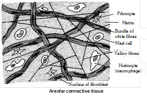 Areolar Connective Tissue Diagram