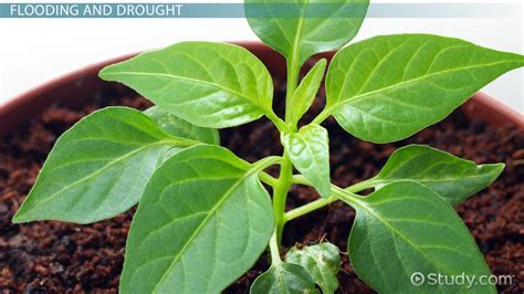 Flowering plants respond to light in more than one way.the flowers of some plants open during the day and close at night.other plants have flowers that how else do plants respond to temperature changes?temperature affects when seeds germinate. Environmental Stimuli & Stress: Plant Adaptations ...