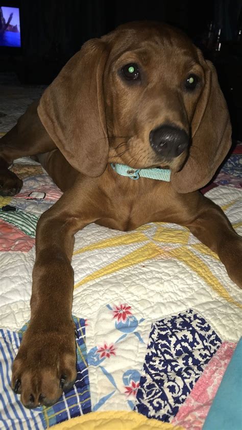 9 4 Months Old Superior Redbone Coonhounds Dog Puppy For Sale Or