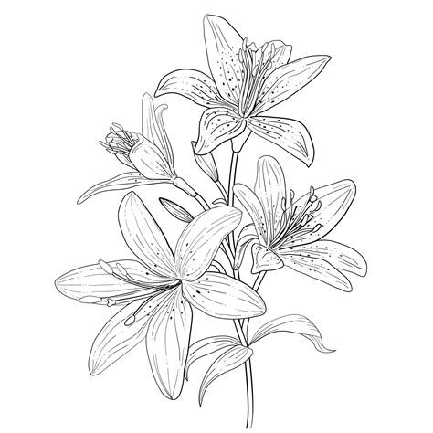 Outline Of Blooming Lily Hand Drawn Lilies Vector Art At Vecteezy
