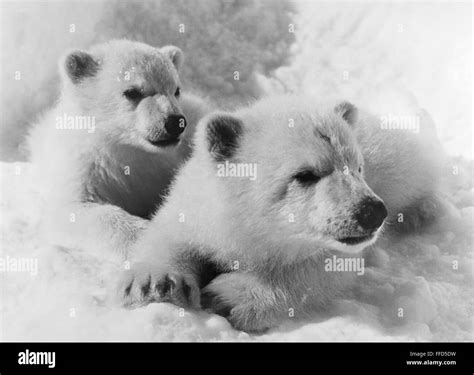 Polar Bear Cubs Nphotographed 20th Century Stock Photo Alamy