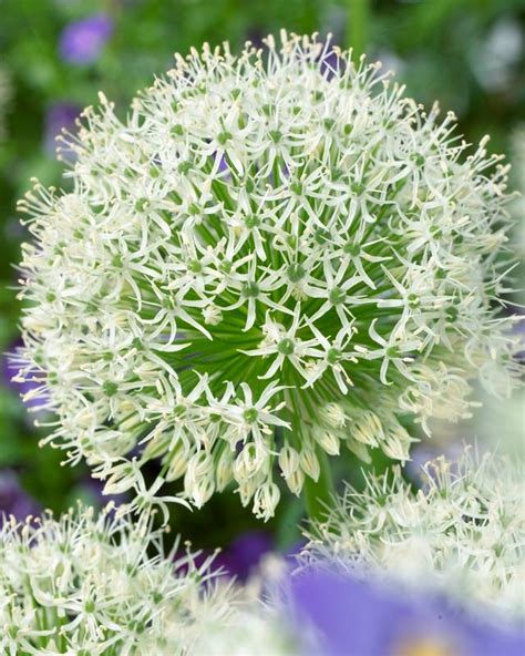 Take up the bulbs, divide them as needed and replant. Allium giant 'Mont Blanc' Ornamental Onion from ADR Bulbs