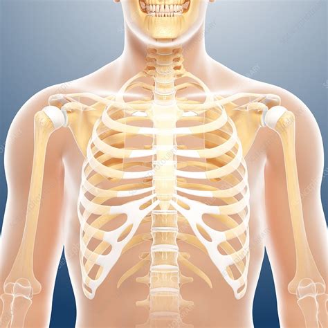 Male Chest Bones Artwork Stock Image F0059723 Science Photo Library