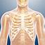 Male Chest Bones Artwork  Stock Image F005/9723 Science Photo Library