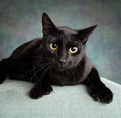 Portrait Of A Black Cat On A Chair Photograph By Animal Images