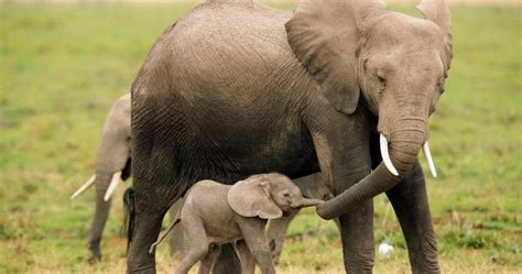 Imagenes De Elefantes Fotografia Mama Elefante Con Sus
