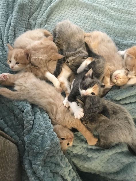 Oh You Know Just A Cute Pile Of Kittensbitly2zgh5j2