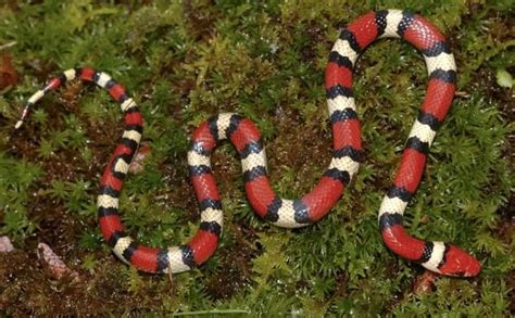 Scarlet King Snake Mimics The Coral Snake And Often Is Mistaken For