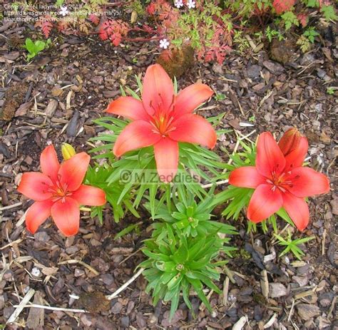 Plantfiles Pictures Asiatic Lily Crimson Pixie Lilium By Songbird839