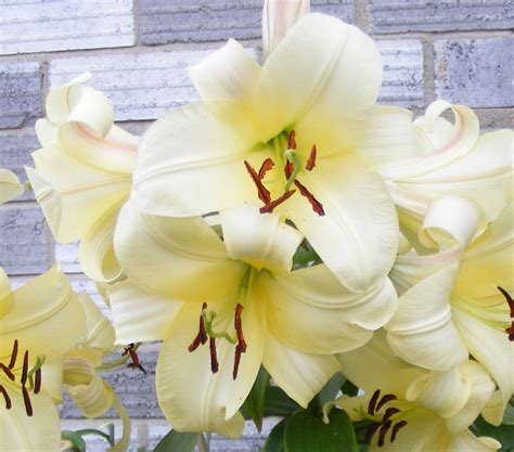 My Vanilla Lilies2015 Table Decorations Home And Garden Decor