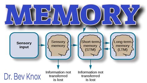 Memory Foundations Sensory Working Short Term Long Term Encoding