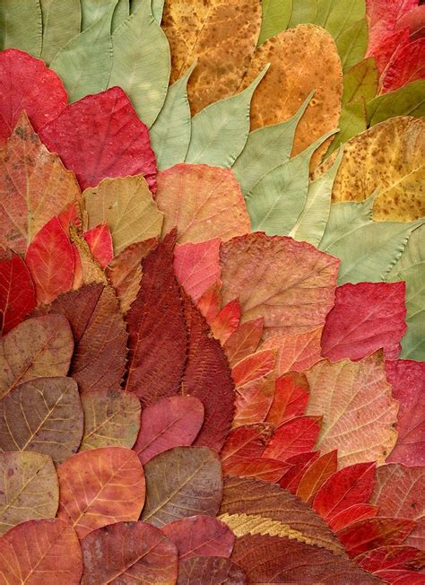 Colorful Leaves Are Arranged In The Shape Of An Abstract Art Work On