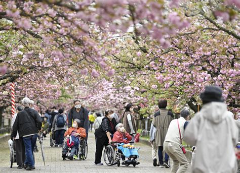 Annual Cherry Blossom Viewing Starts At Japan Mint In Osaka