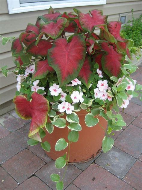 Check spelling or type a new query. Ideas and Tips for Container Planters | Whitehouse Landscaping