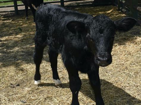 Scientists engineer bull calf designed to produce 75 ...