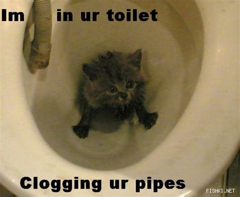 Im In Ur Toilet Funny Cat Pictures