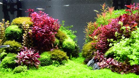 Aquascape Planted Aquarium With Seiryu Youtube