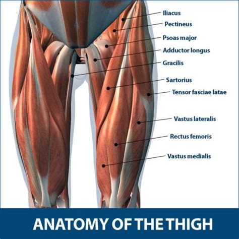 Thigh Muscle Strains Florida Orthopaedic Institute