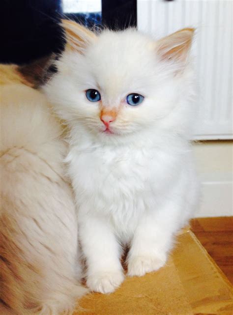 Burmese cats are very healthy, active and vocal cats that possess a natural affinity for humans. Beautiful cream colour point Ragdoll boy | Maidstone, Kent ...