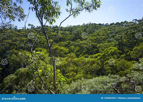 Lush Green Mountain Rainforest With Eucalyptus Trees Stock Photo