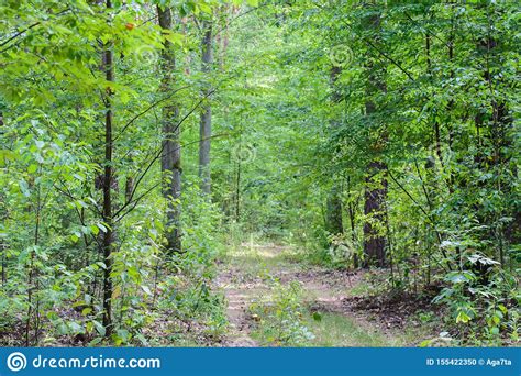 Footpath In Summer Forest Stock Photo Image Of Bush 155422350