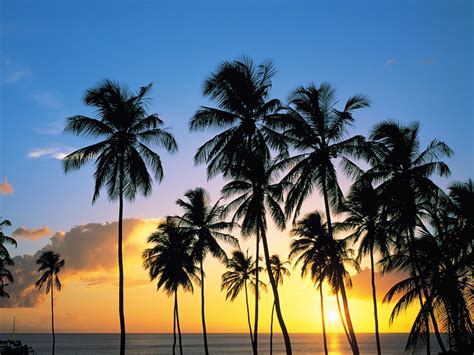 Free Photo Coconut Sunset Beach Sun Water Free Download Jooinn