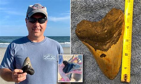 Beach Goer Discovers Palm Sized Tooth From A Prehistoric Megalodon In