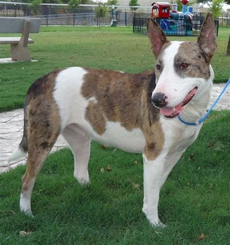 All visitors who enter any michigan humane location are required to wear a mask/face covering, observe social distancing and take a quick health screening. 25 Australian Shepherd Mix/Cross Breeds | Petco Near Me