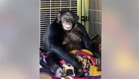el caso de charla nash la mujer desfigurada por un chimpancé
