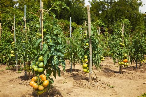 1200 152969385 Staking Tomato Plants Ridgeview