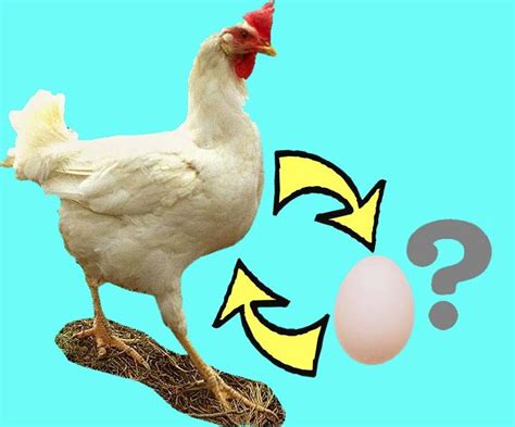 Which came first, the chicken or the egg? Which Came First, The Chicken Or The Egg | Alpha Omega ...