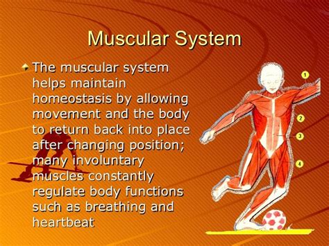 Human Biology Online Lab Muscular System By Eulonda M