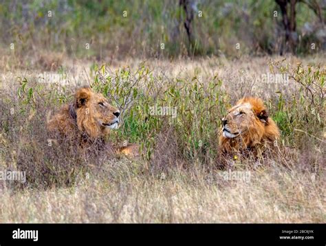Lion Panthera Leo Two Male Lions Lying In Long Grass Lake Nakuru