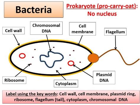 Superordinate to the p&id is the process flow diagram (pfd). Bacterial Cell Diagram Gcse