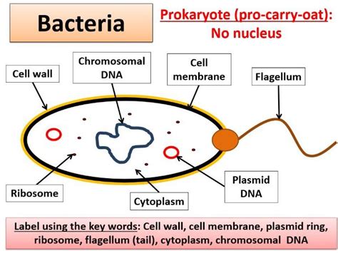 Animal cell with labels gcse. Bacterial Cell Diagram Gcse