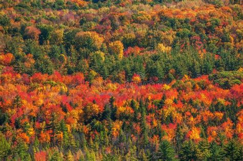 Million Shades Of Autumn Stock Image Image Of Nature 126610563