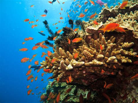 Things You Didnt Know You Could Do On The Great Barrier Reef Travel Insider