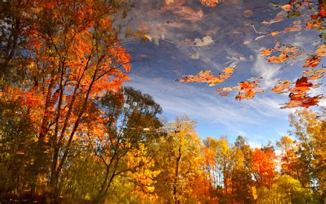 Wallpaper Autumn Pond Water Reflection Trees Red Maple Leaves