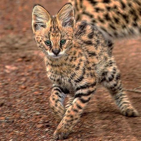 serval cat kenya kaelo jonathan photo serval kitten small wild cats serval