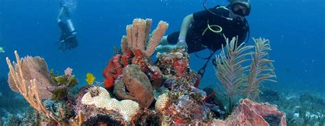 Diving In Cancun Two Tanks Cancún Hurb