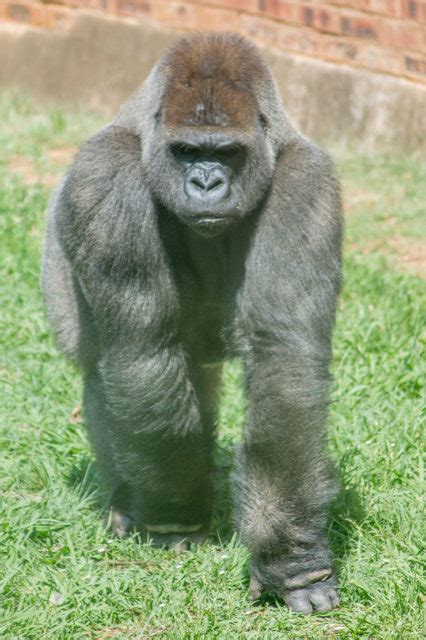 Western Lowland Gorilla National Zoological Garden Pretoria