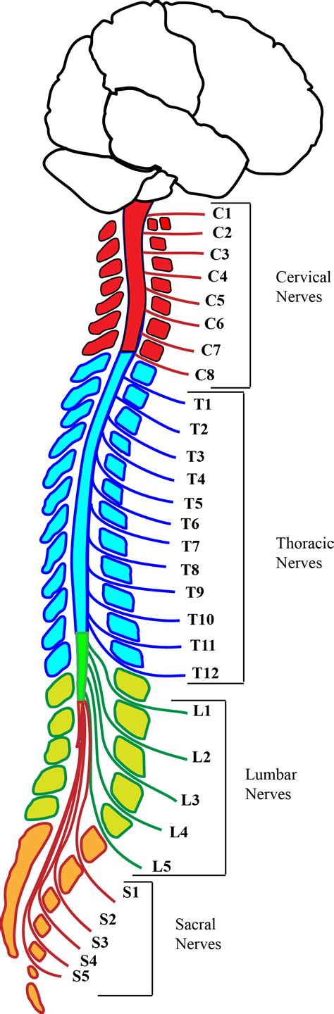 Diagram Of Backbone Bones Of The Human Body Mind42 Draw Anything